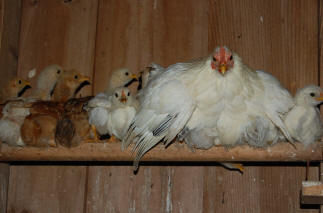 A protected species at the farm are our chickens. Notice the baby peeking out from under the bar in both pictures.